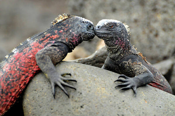 Iguana Art Print featuring the photograph Kissing Iguanas by Ted Keller