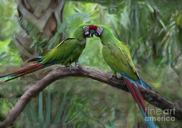 Macaw Art Print featuring the photograph Kissing Macaws by Jeff Breiman