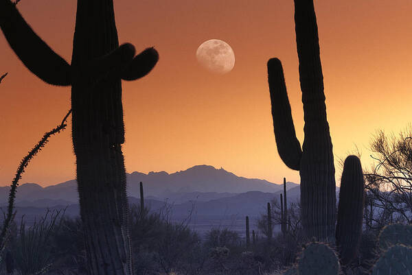 00171160 Art Print featuring the photograph Kitt Peak Under Moon From Saguaro by Tim Fitzharris