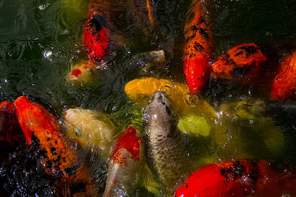 Fish Art Print featuring the photograph Koi Pond by Kevin Giannini