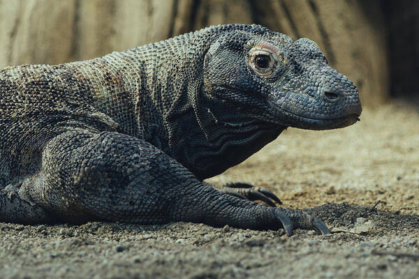 Reptile Art Print featuring the photograph Komodo Dragon Portrait by Pati Photography