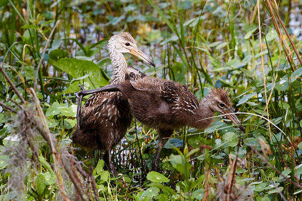 Limpkin Art Print featuring the photograph Kung-fu Limpkins by David Beebe