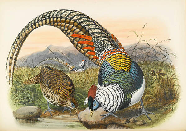 Joseph Wolf Art Print featuring the drawing Lady Amherst's pheasant. Chrysolophus amherstiae by Joseph Wolf