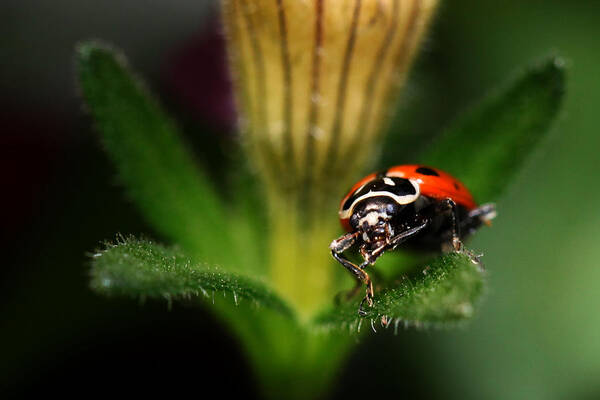 Lady Bug Art Print featuring the photograph Lady Bug 1 by Darcy Dietrich