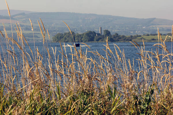 Ireland Art Print featuring the photograph Lake shore grasses by Vera O'Rourke