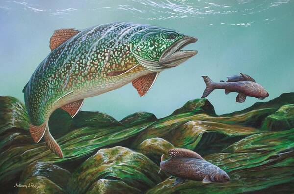 Trout Art Print featuring the painting Lake Trout by Anthony J Padgett