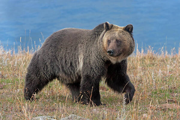 Mark Miller Photos Art Print featuring the photograph Lakeside Grizzly by Mark Miller