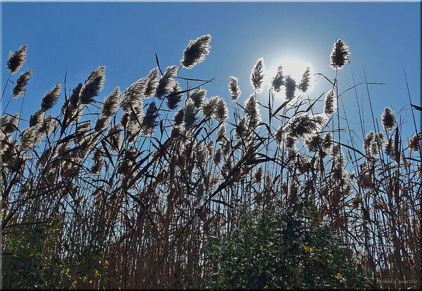 Plants Art Print featuring the photograph Lakeside plants by Mikki Cucuzzo