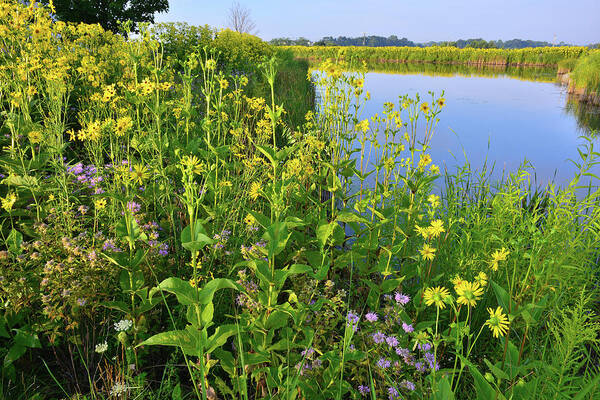 Sunflowers Art Print featuring the photograph Lakeside Sunflowers in Lake County by Ray Mathis