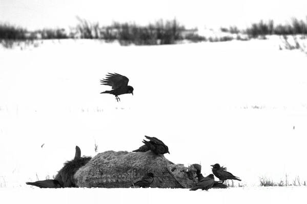 Ravens Art Print featuring the photograph Lamar Valley Scavengers Black And White by Adam Jewell