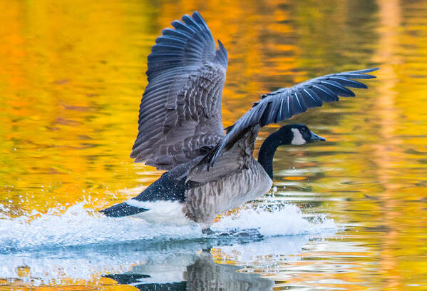 Canadian Goose Art Print featuring the photograph Landing in Fall Colors by Parker Cunningham