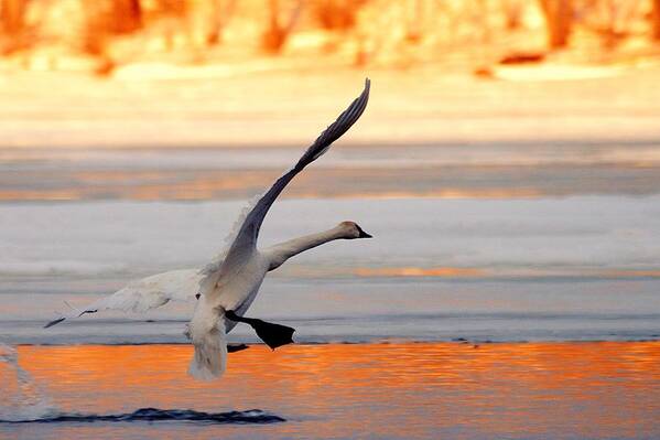 Trumpeter Swan Art Print featuring the photograph Landing on Golden Pond by Larry Ricker
