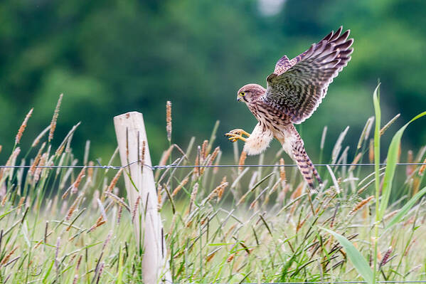 Kestrel's Landing Art Print featuring the photograph Landing by Torbjorn Swenelius