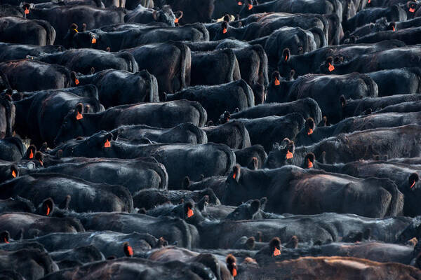 Cattle Art Print featuring the photograph Large Herd of Black Angus Cattle by Todd Klassy