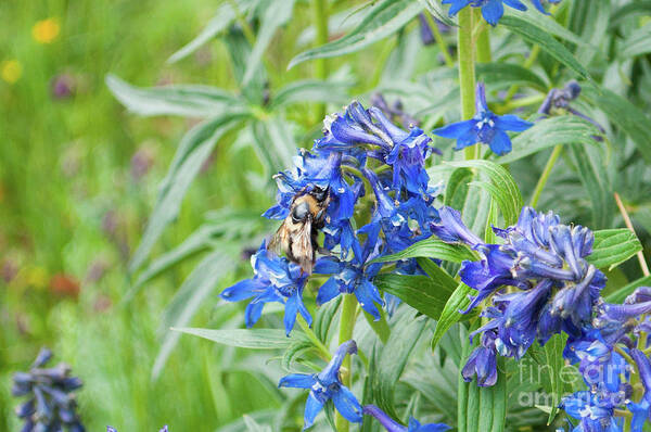 Colorado Art Print featuring the photograph Larkspur Bee by Julia McHugh