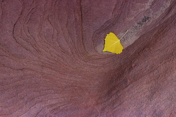 Desert Art Print featuring the photograph Last Leaf by Deborah Hughes