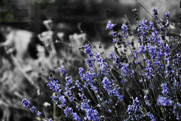 Garden Art Print featuring the photograph Lavender B and W by April Burton