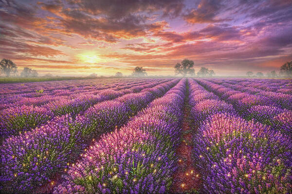 Lavender Art Print featuring the painting Lavender Field by Phil Jaeger