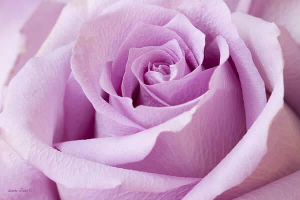 Rose Art Print featuring the photograph Lavender Rose Just About Perfect by Sandra Foster