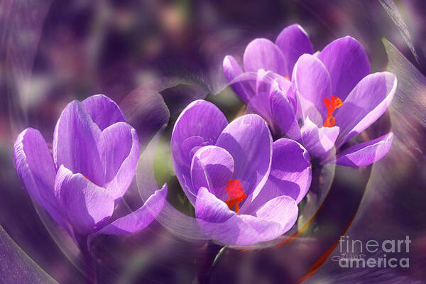 Photo Art Print featuring the photograph Lavender Spring by Jutta Maria Pusl