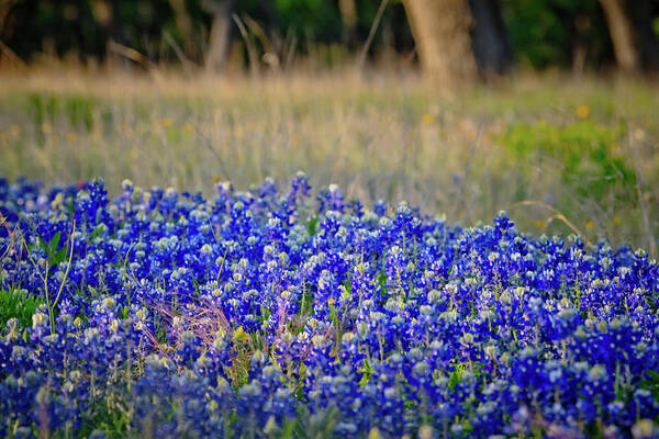 Bluebonnets Art Print featuring the photograph Layers of Blue by Linda Unger