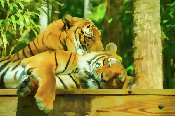 Tiger Art Print featuring the photograph Lazy Afternoon by Artful Imagery