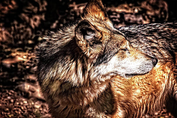 Wolf Art Print featuring the photograph Leader of the Pack by Mike Stephens
