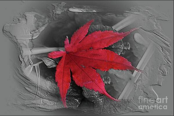 Leaf Art Print featuring the photograph Leaf abstract by Yumi Johnson