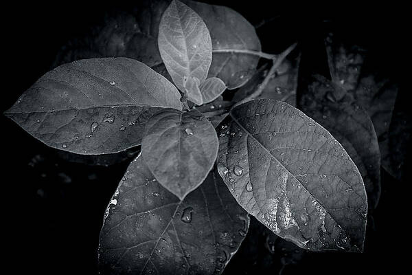 Detail Art Print featuring the photograph Leaf Droplets by Andy Smetzer