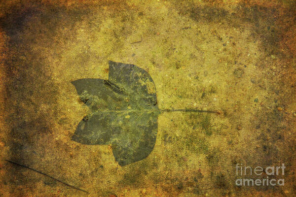 Leaf In Mud Art Print featuring the digital art Leaf in Mud One by Randy Steele