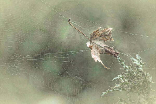 Spiderweb Art Print featuring the photograph Leaf in Spiderweb by Bonnie Bruno