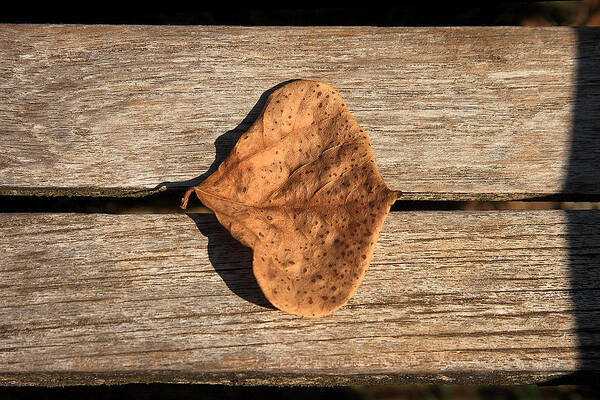 Leaf On Wooden Plank Art Print featuring the photograph Leaf On Wooden Plank by Viktor Savchenko