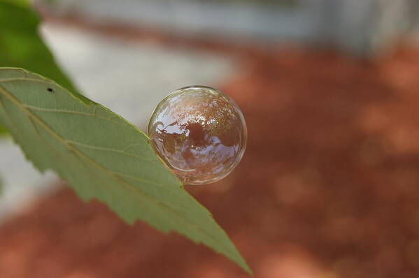  Green Art Print featuring the photograph Leaf with Bubble by Alan Chandler