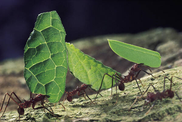 Mp Art Print featuring the photograph Leafcutter Ant Atta Cephalotes Workers by Mark Moffett