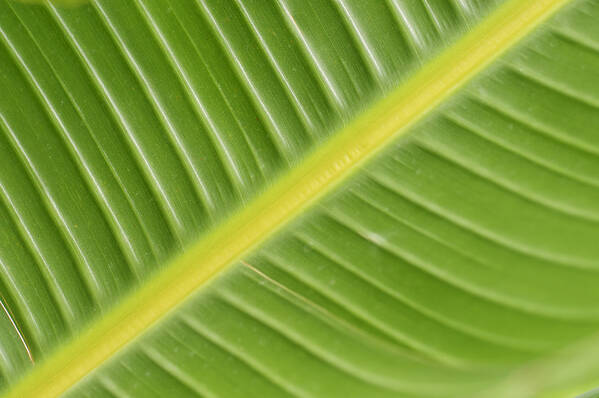 Ecology Art Print featuring the photograph Leafy Green by Christi Kraft