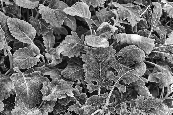 Longwood Gardens Art Print featuring the photograph Leaves, Black and White by Richard Goldman