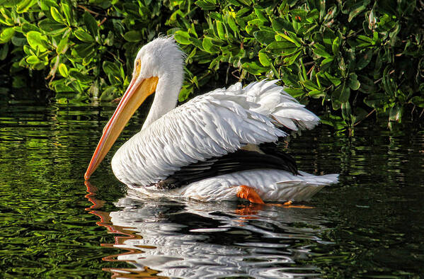 American White Pelican Art Print featuring the photograph Leaving Now by H H Photography of Florida by HH Photography of Florida