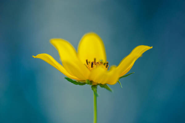 Yellow Flower Art Print featuring the photograph Lemon Yellow Sun by Shane Holsclaw