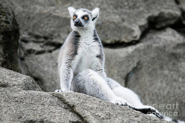 Cincinnati Zoo Art Print featuring the photograph Lemur the Cutie by Ed Taylor