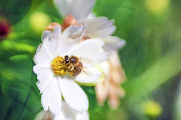 Apiary Bee Bees Buzzing Insect Closeup Close-up Flower Nature Natural Flowers Pollen Outside Outdoors Botanic Botanical Garden Gardening Ma Mass Massachusetts Newengland New England U.s.a. Usa Brian Hale Brianhalephoto Lensbaby Bokeh Lensbabee Soft Focus Softfocus Art Print featuring the photograph LensbaBee 1 by Brian Hale