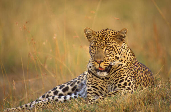 Africa Art Print featuring the photograph Leopard by Johan Elzenga