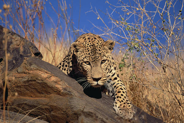 Mp Art Print featuring the photograph Leopard Panthera Pardus Climbing by Konrad Wothe