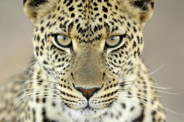 Fn Art Print featuring the photograph Leopard Panthera Pardus Female by Martin Van Lokven