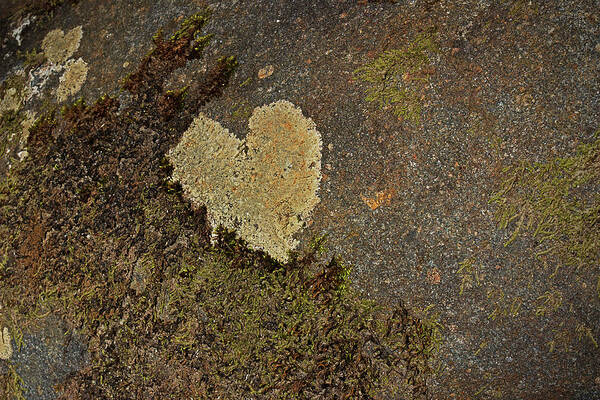 Lichen Art Print featuring the photograph Lichen Love by Mike Eingle