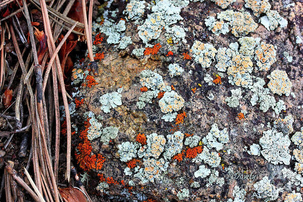 Lichen With Pine Art Print featuring the photograph Lichen with Pine by Natalie Dowty