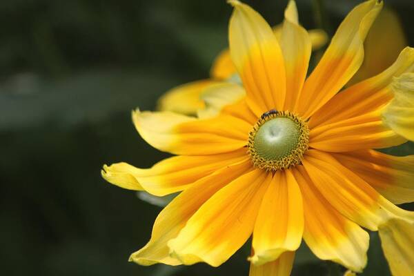 Rudbeckia Hirta Irish Eyes Art Print featuring the photograph Life Goes Full Circle by Living Color Photography Lorraine Lynch