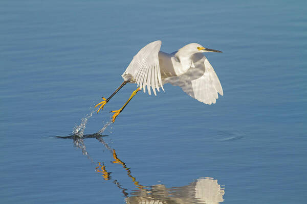 Egret Art Print featuring the photograph Lift Off- Snowy Egret by Mark Miller