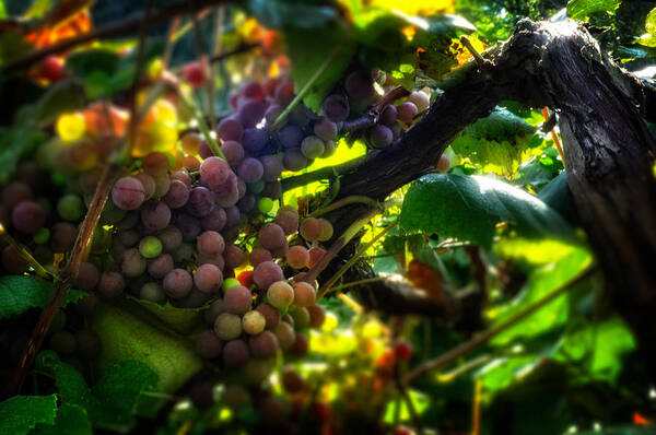 Grape Vine Art Print featuring the photograph Light On The Fruit by Greg and Chrystal Mimbs