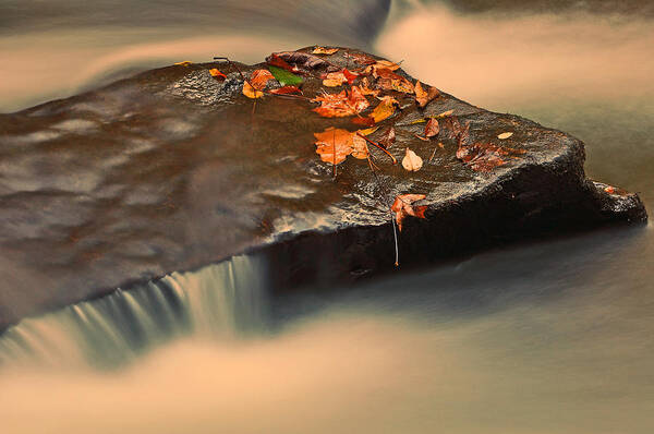 Nature Art Print featuring the photograph Like a rock. by Itai Minovitz