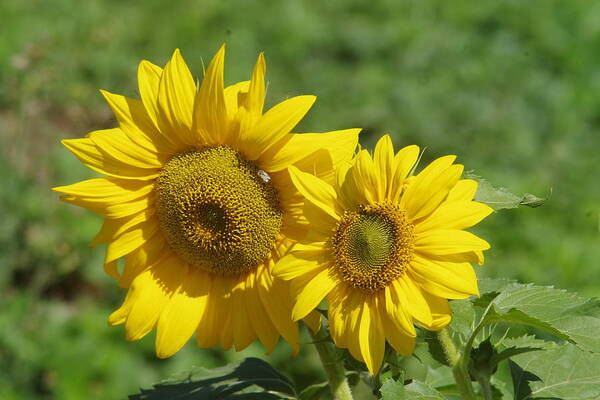 Sunflowers Art Print featuring the photograph Like two smiles in bloom by Jeff Swan